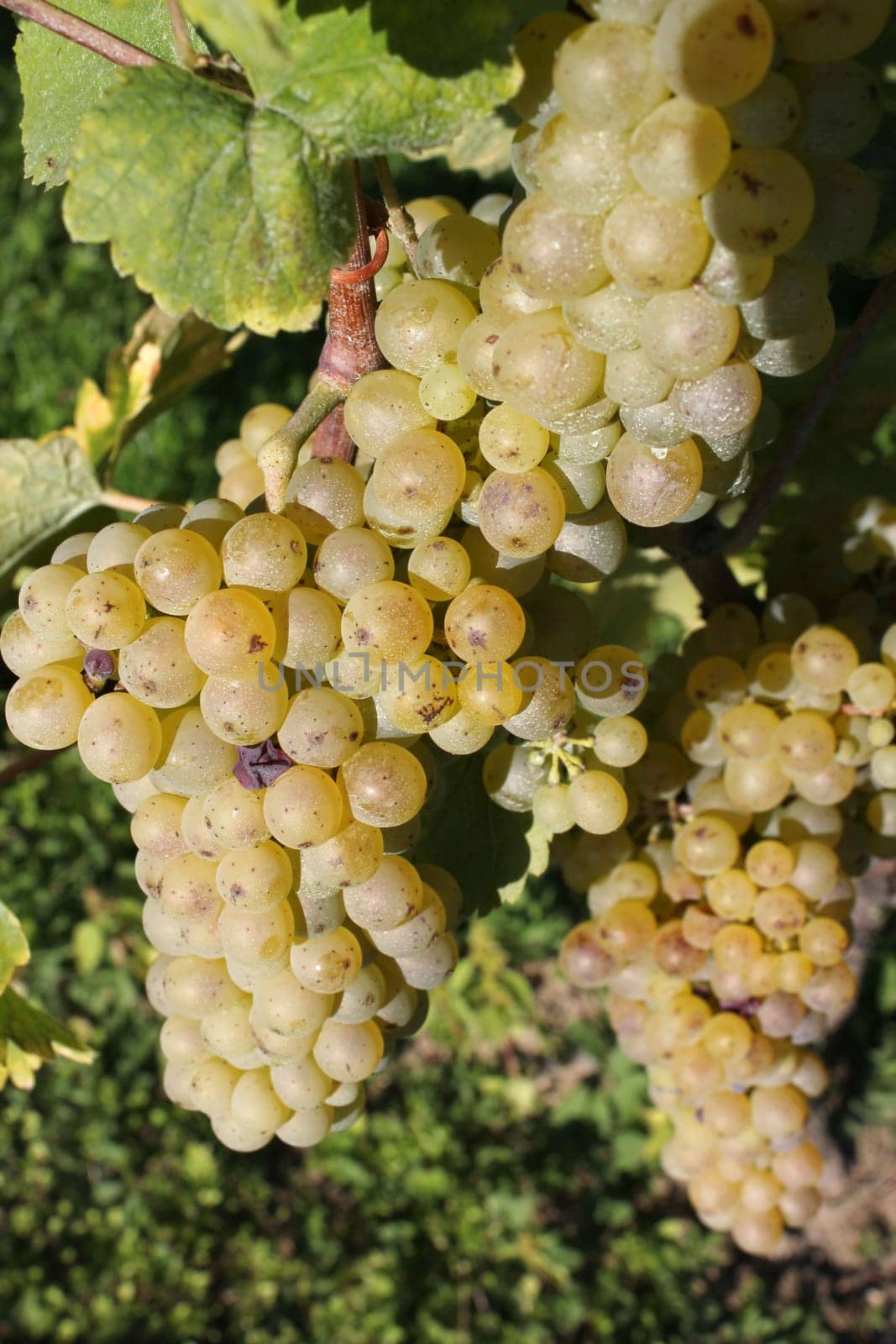 Sunny green grape surrounded by green leaves in a vineyard by summer