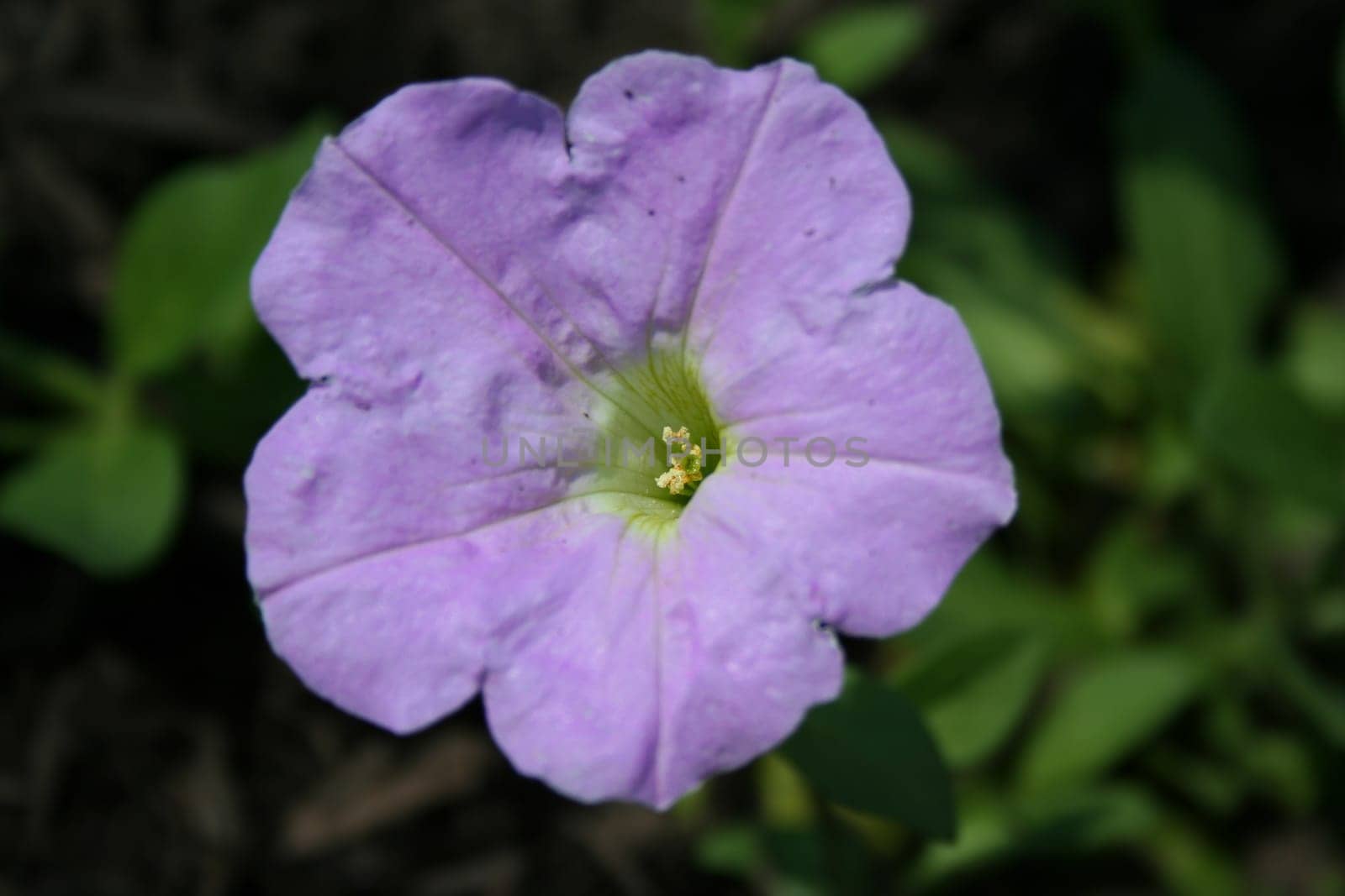 an image of a Light purple pansy