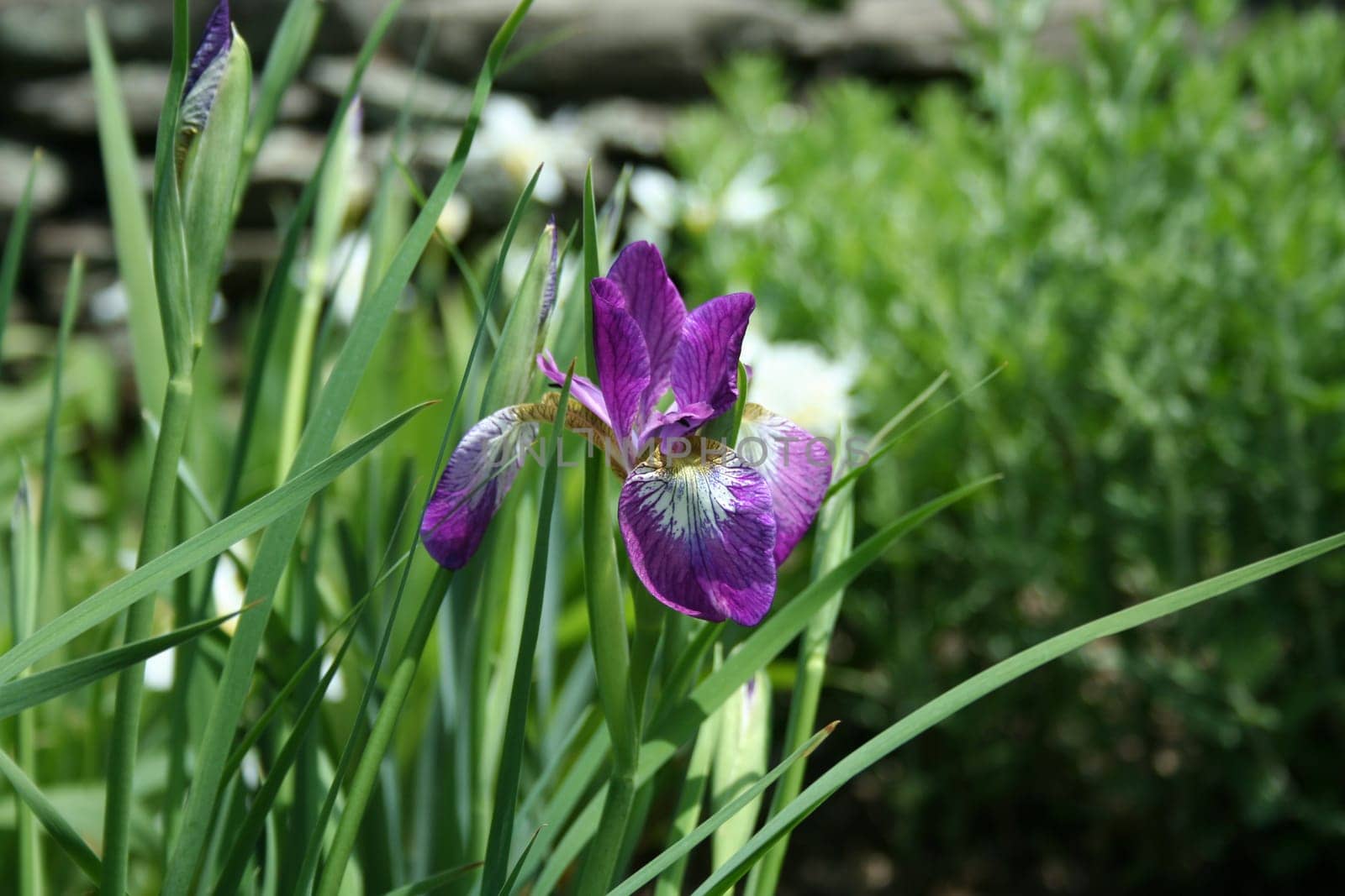 an iamge of a Purple Iris in a garden