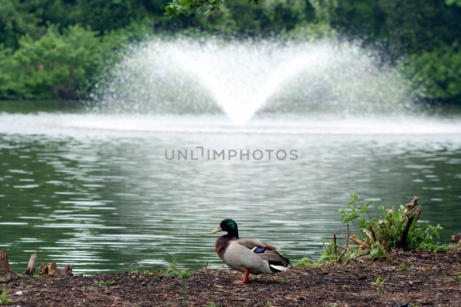an image of a Mallard in front of fountain