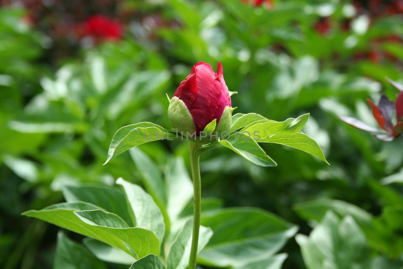 an image of a Red peony flower bud