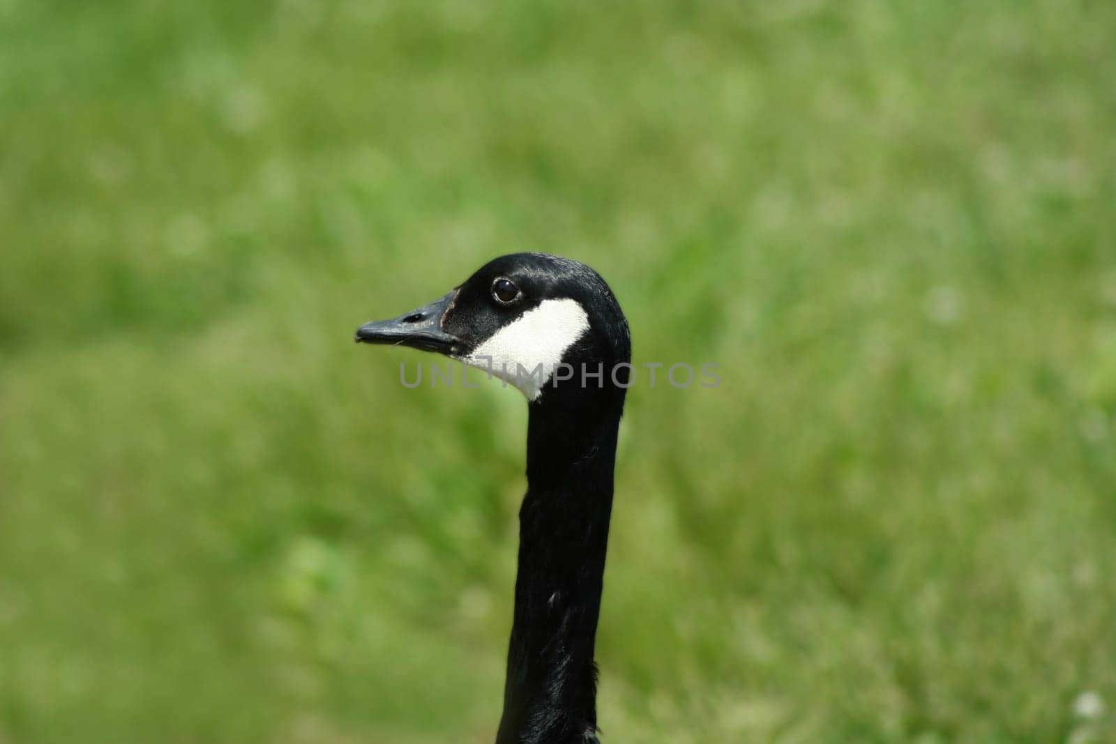 an image of a Canadian Goose
