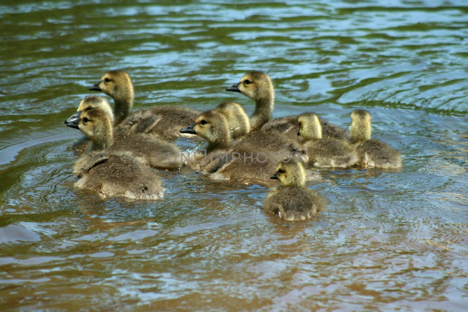 an image of a Young gosslings swimming