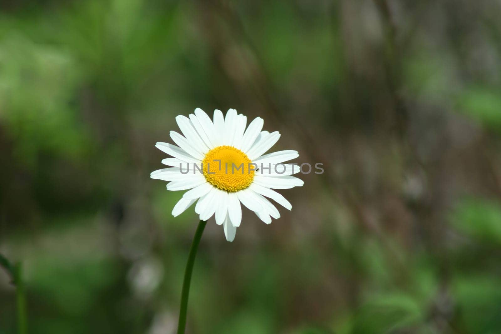 an image of a bunch of Daisy with bug