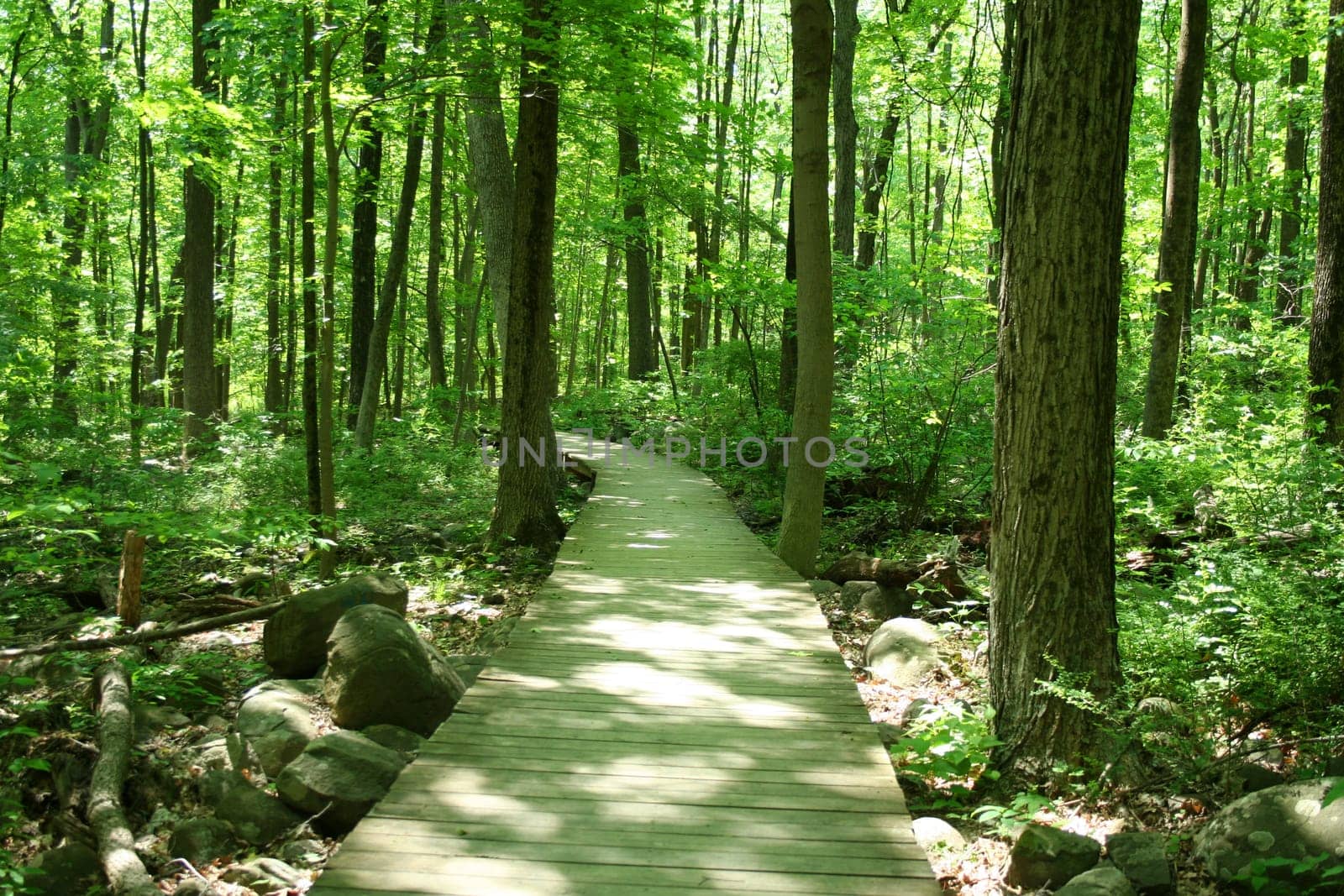 an iamge of a Bridge in woods