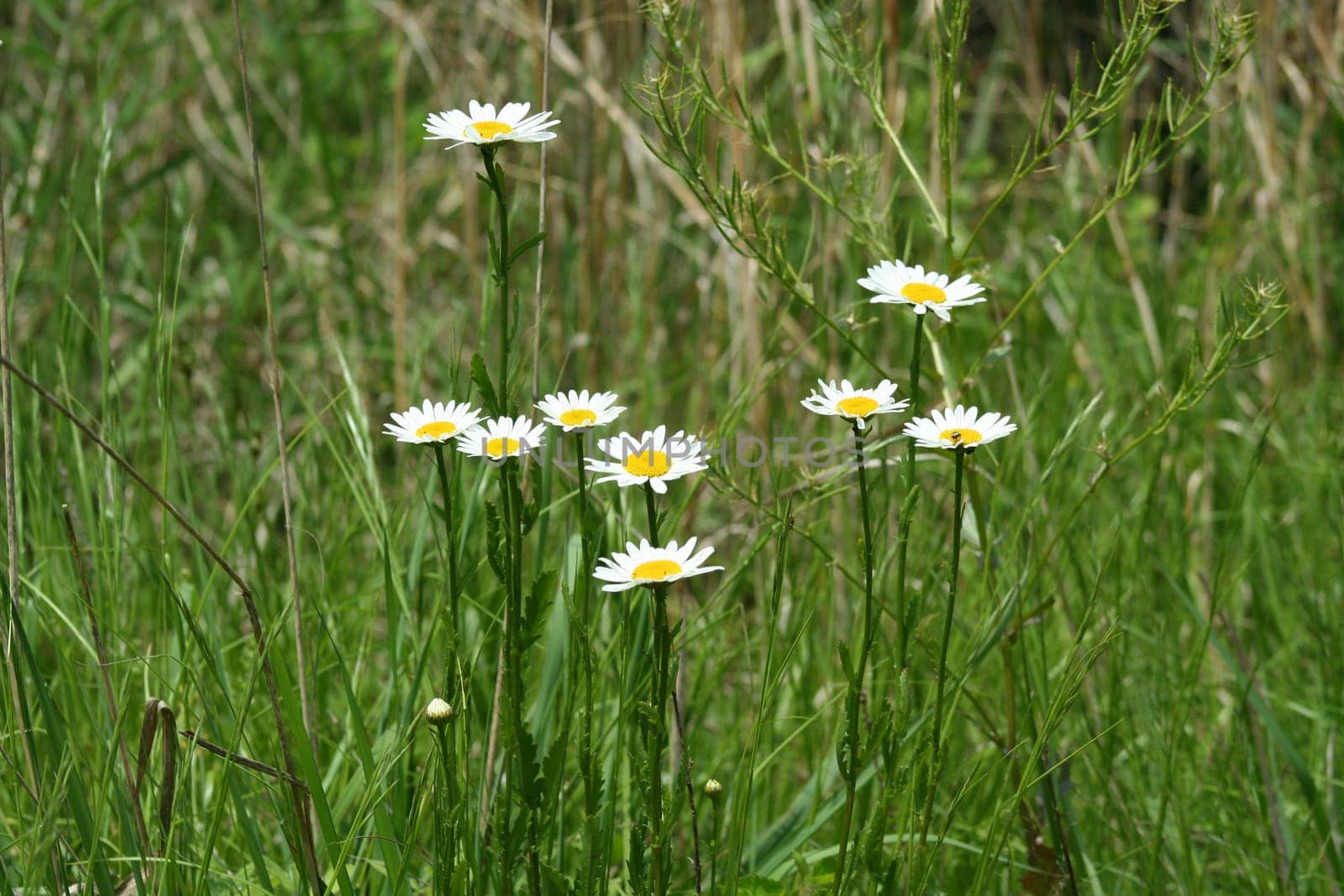 an image of a bunch of Daisies in a field