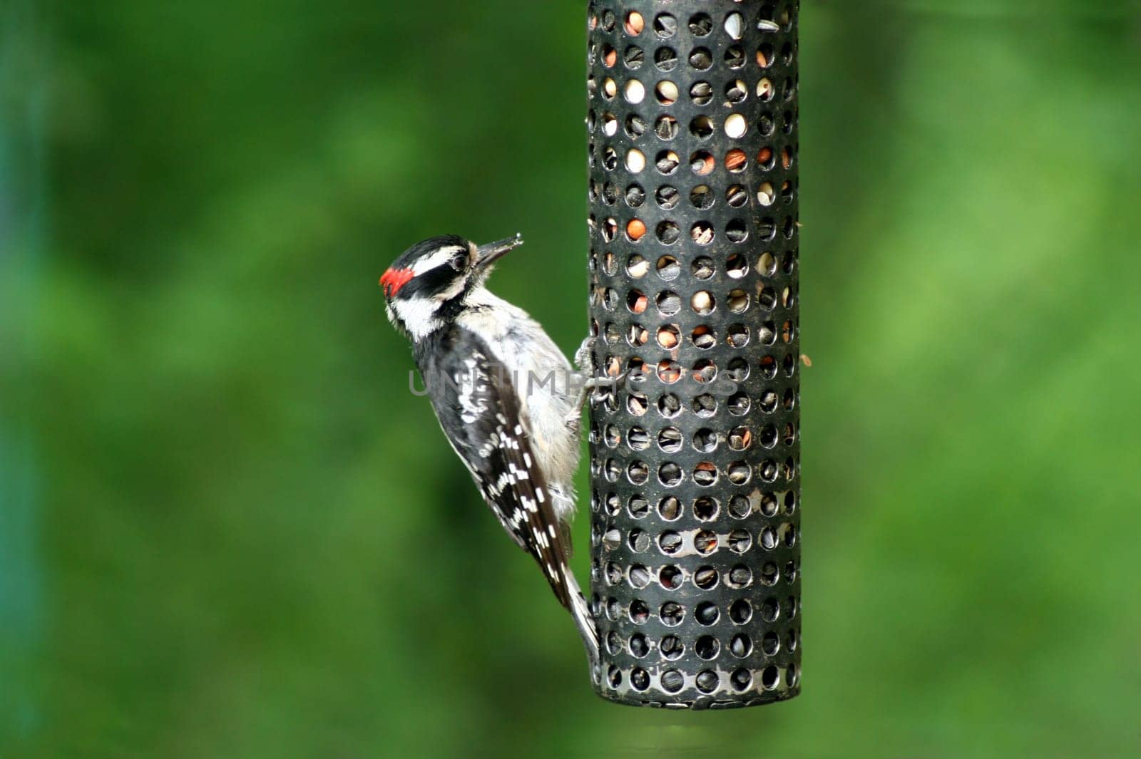 an image of a Downey Woodpecker at birdfeeder