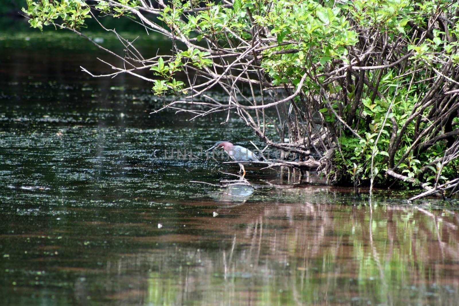 an image of a Baby Blue Heron
