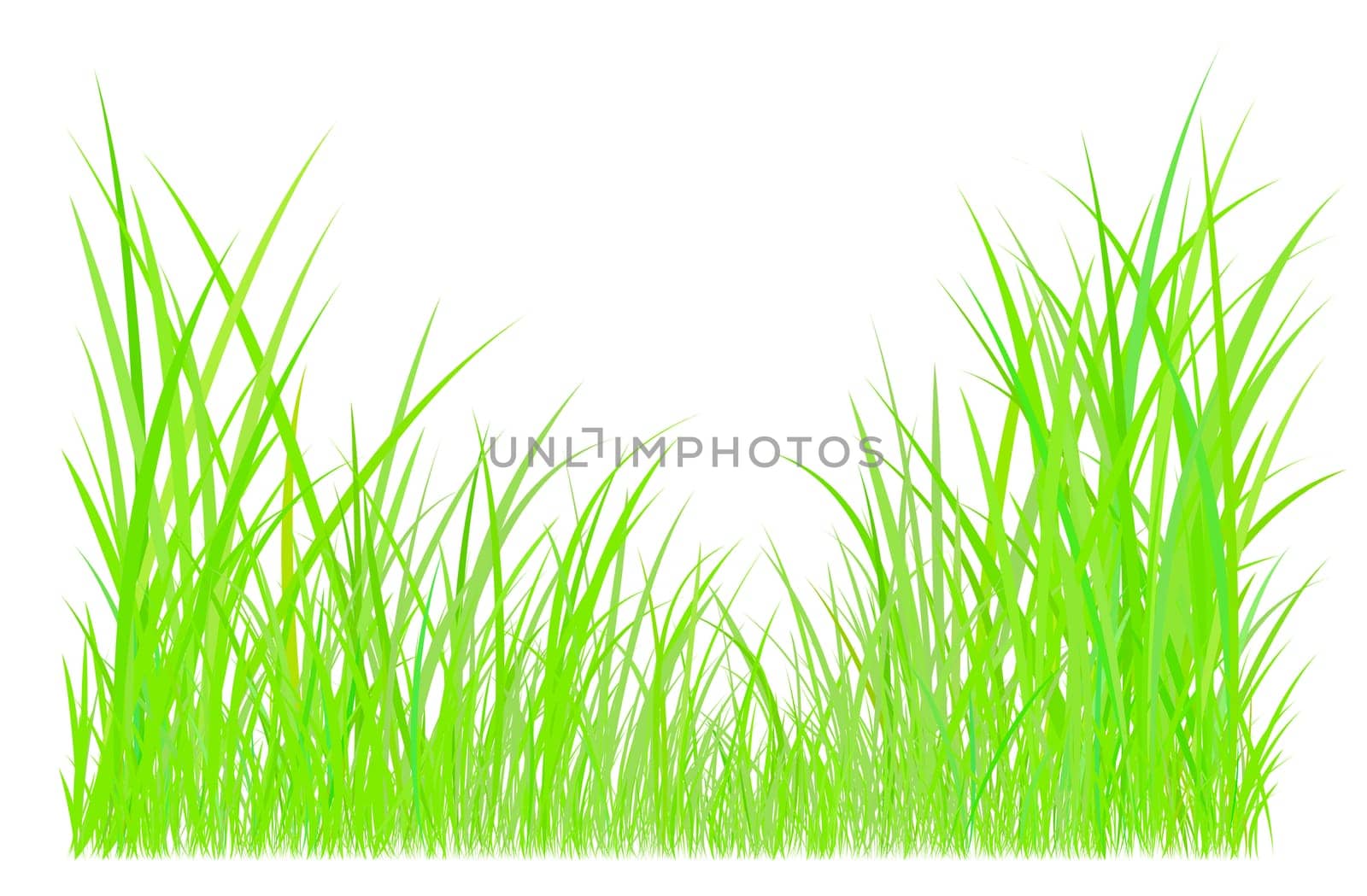 Blades of grass illustrated on white background