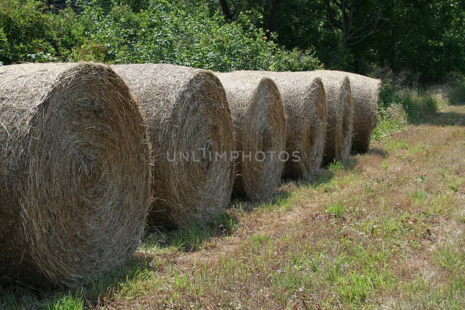 an image of hay rolls