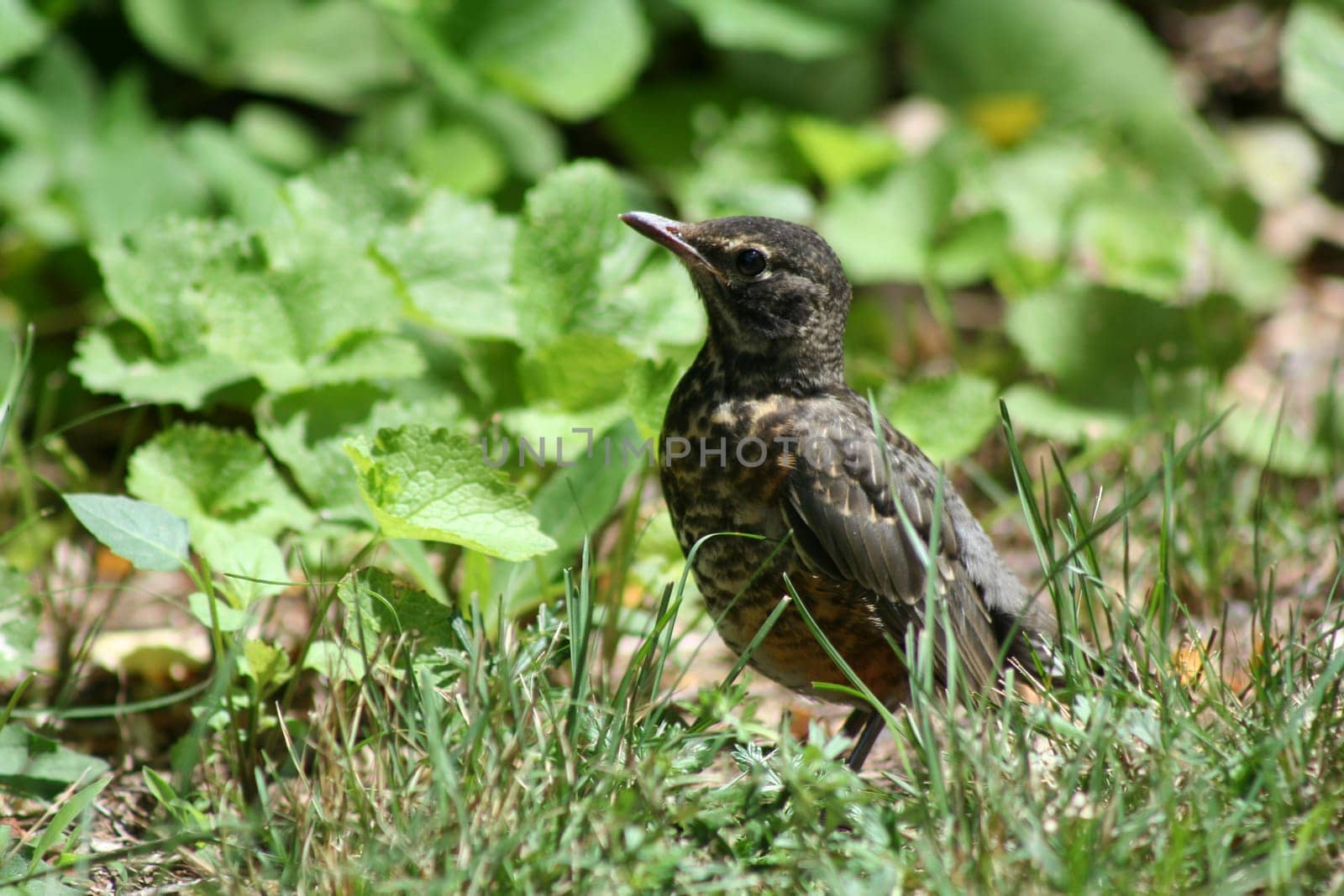 an image of a baby robin