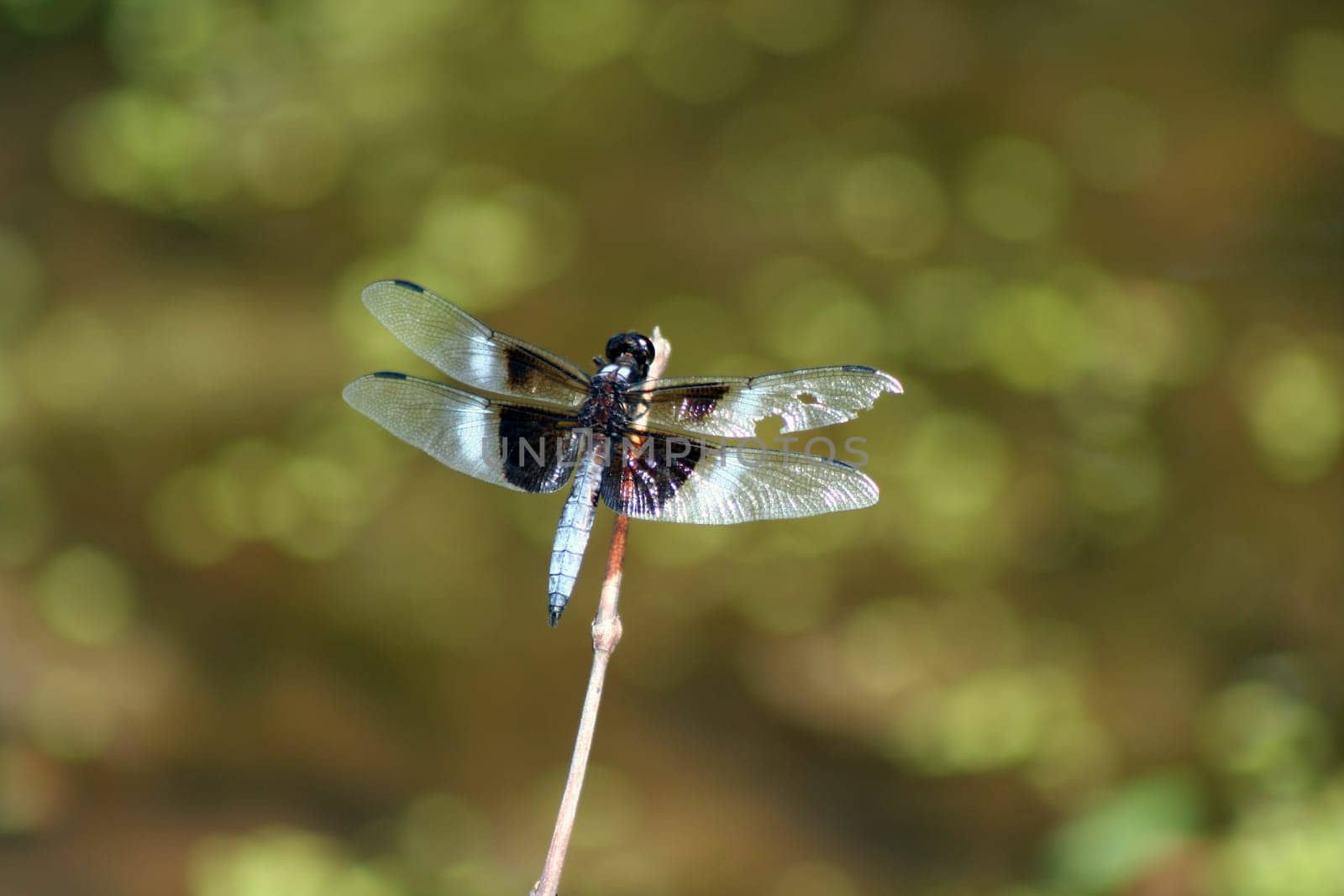 an image of a dragonfly
