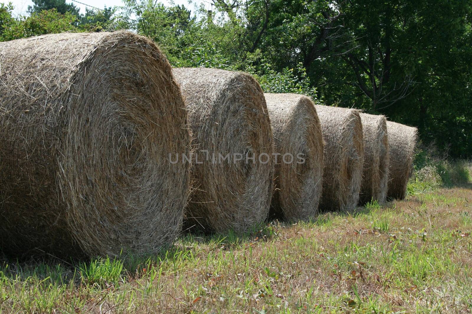 an image of hay rolls
