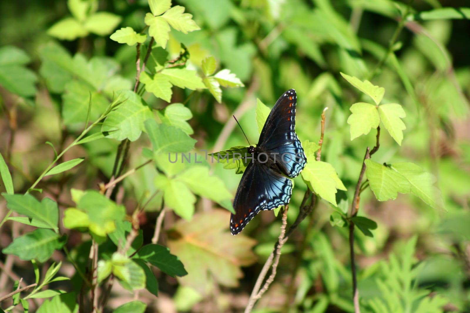 an image of a Blue Butterfly