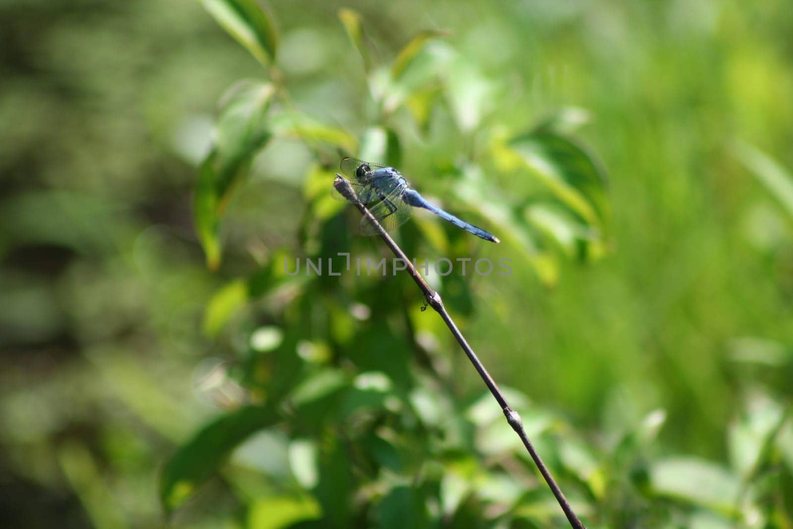 an image of a dragonfly