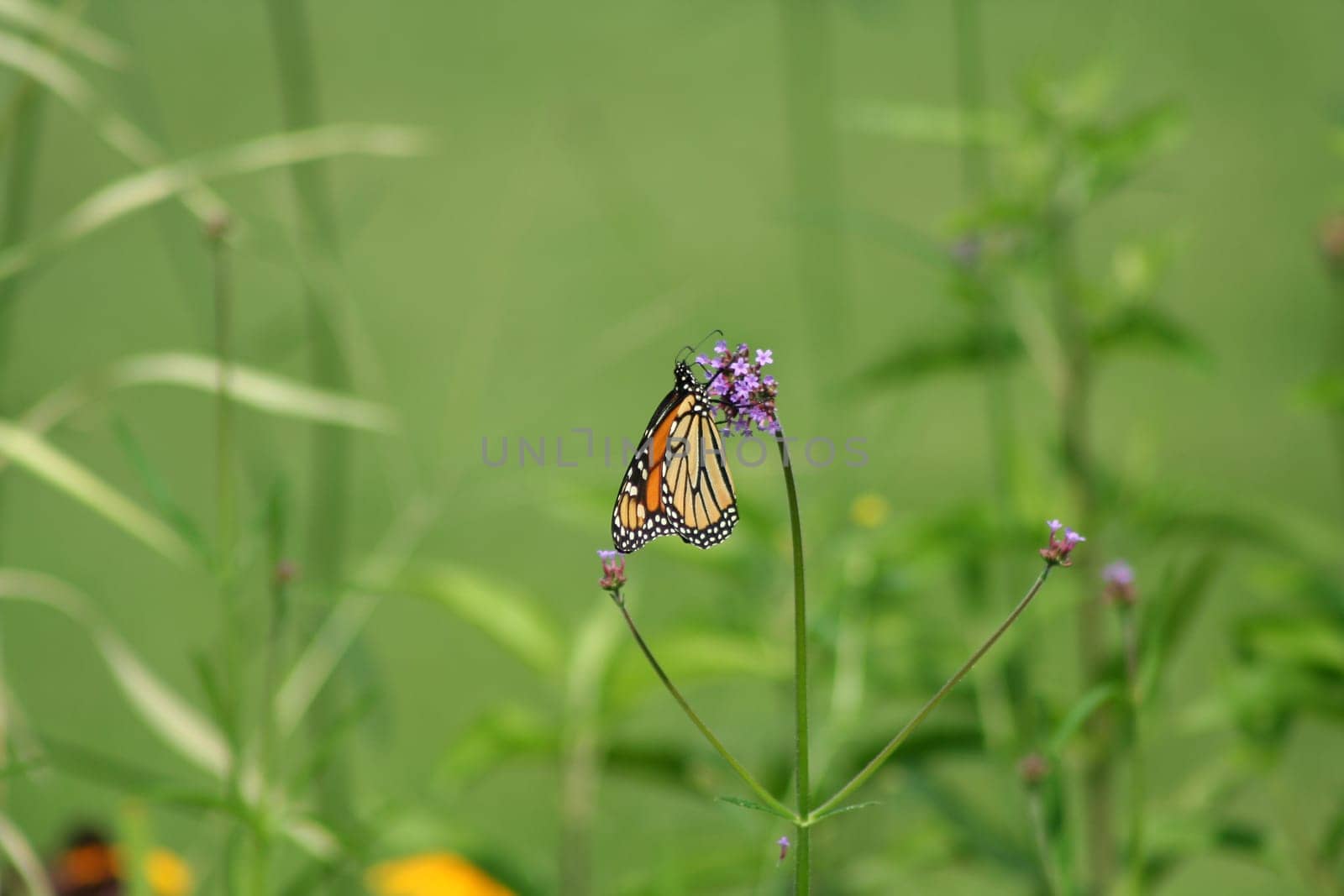 Orange Monarch Butterfly on a purple flower