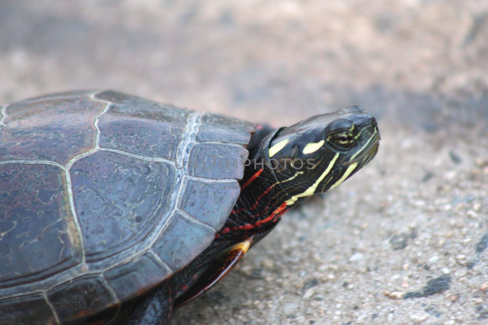 an image of a Painted Turtle