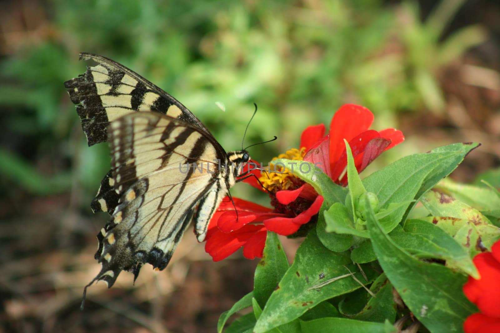 Eastern Tiger Swallowtail butterfly on a red flower