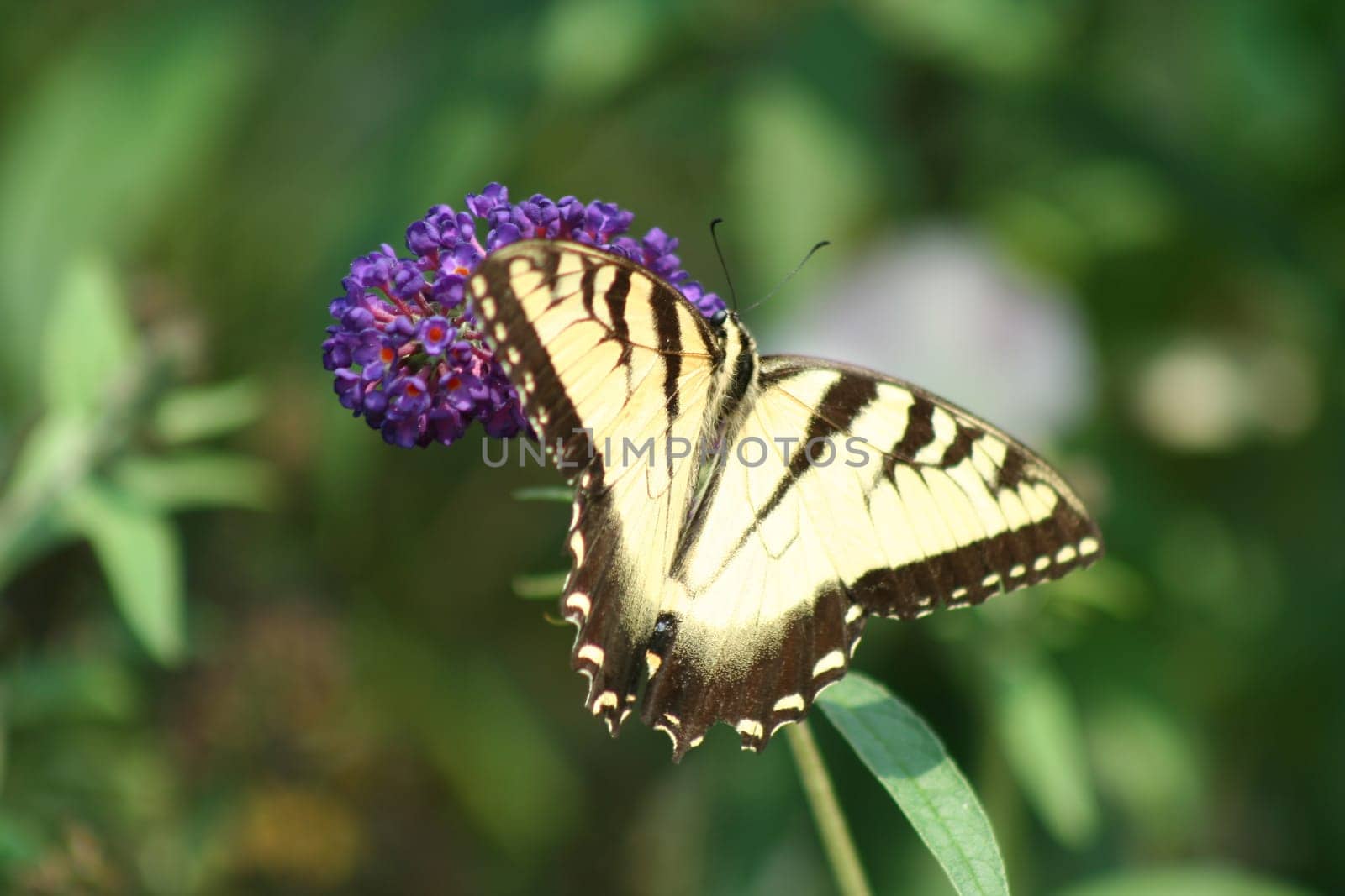 Eastern Tiger Swallowtail butterfly on a purple flower
