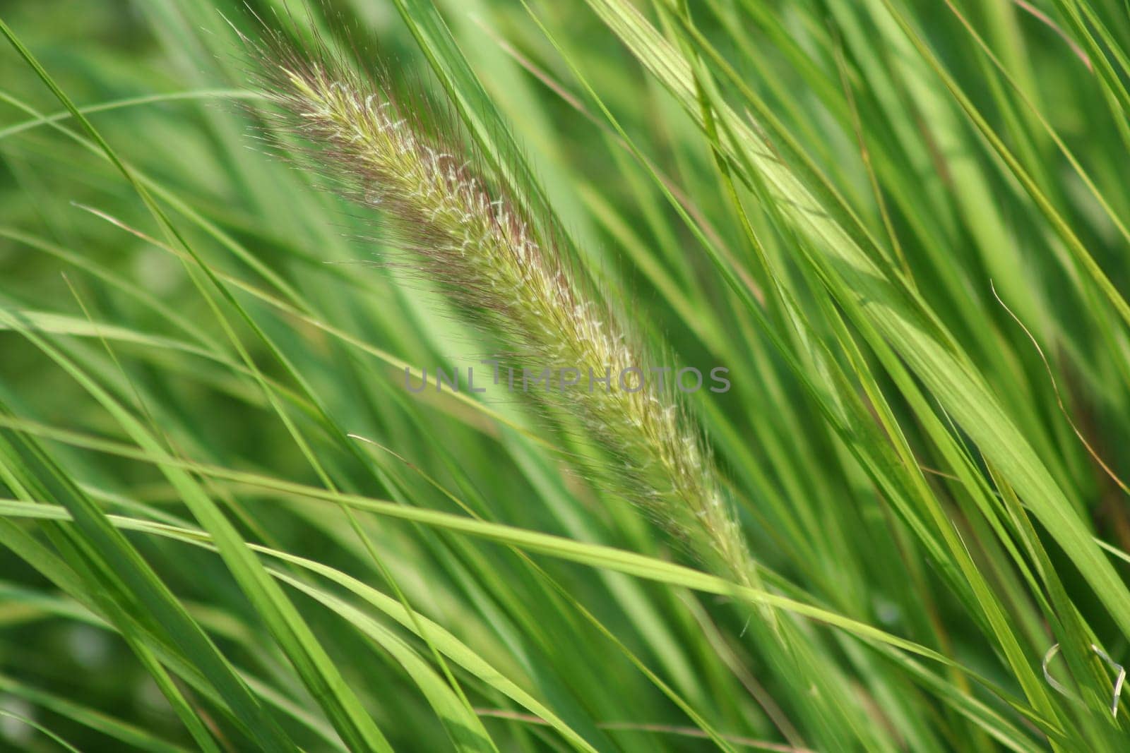 an image of Tall Grass Seed