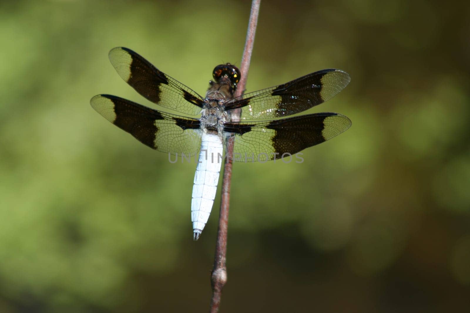 an image of a dragonfly