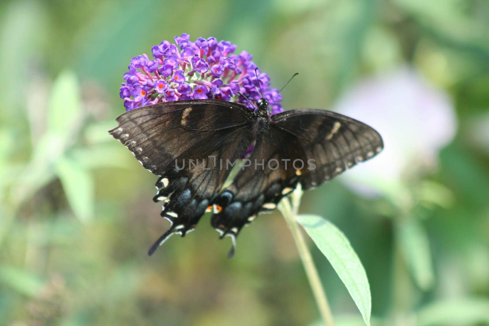 Black female Swallowtail butterfly on a purple flower