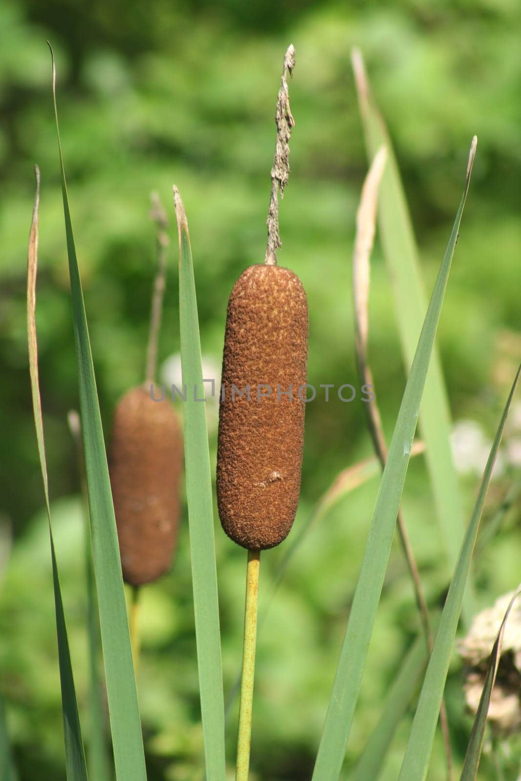 an image of a Cattails in a swamp