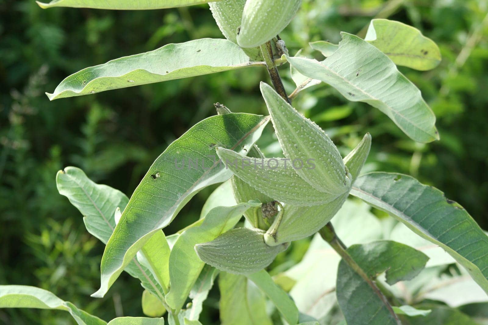 Green Milkweed Pods on a plant
