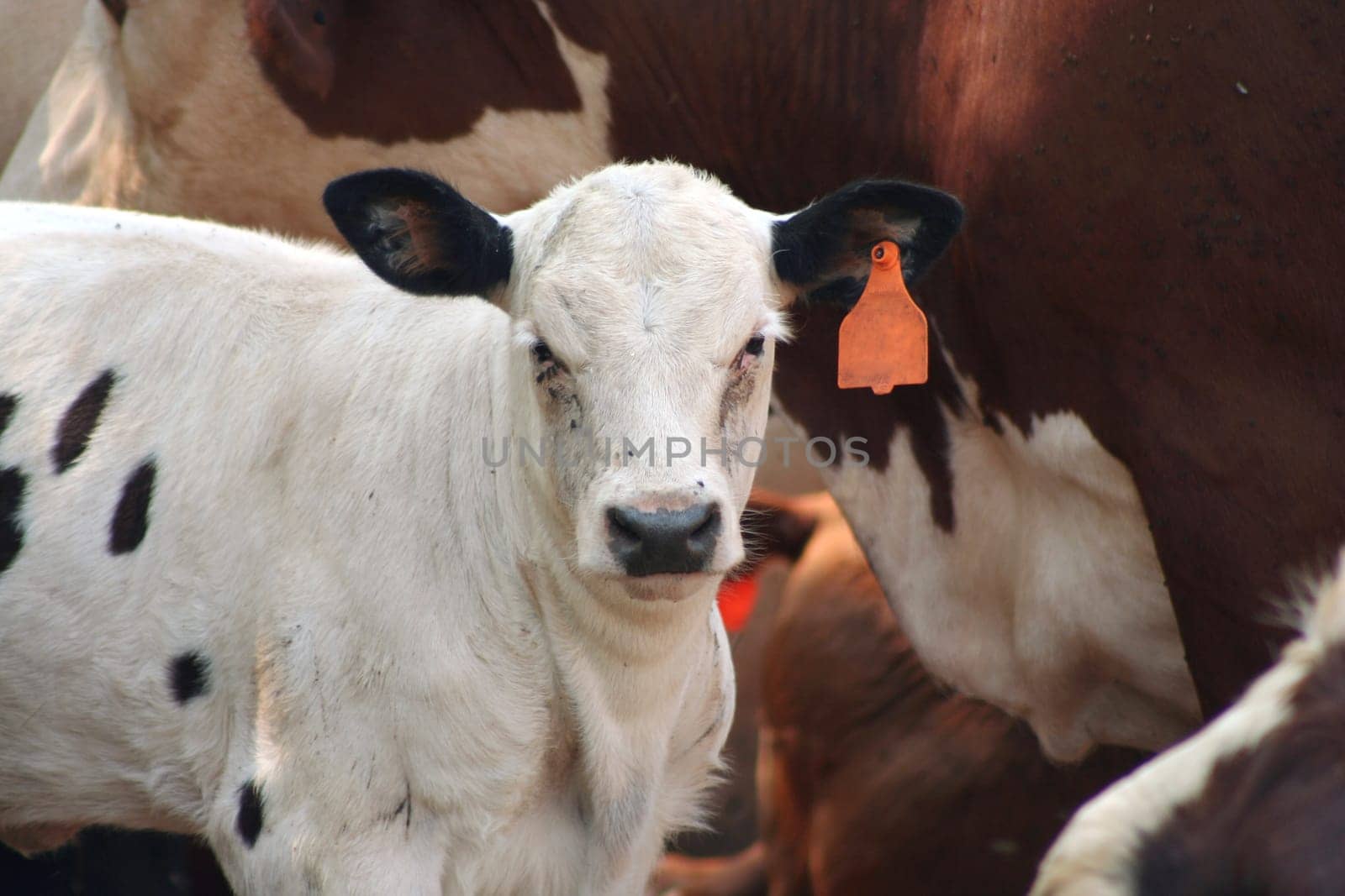 Calf in a pasture