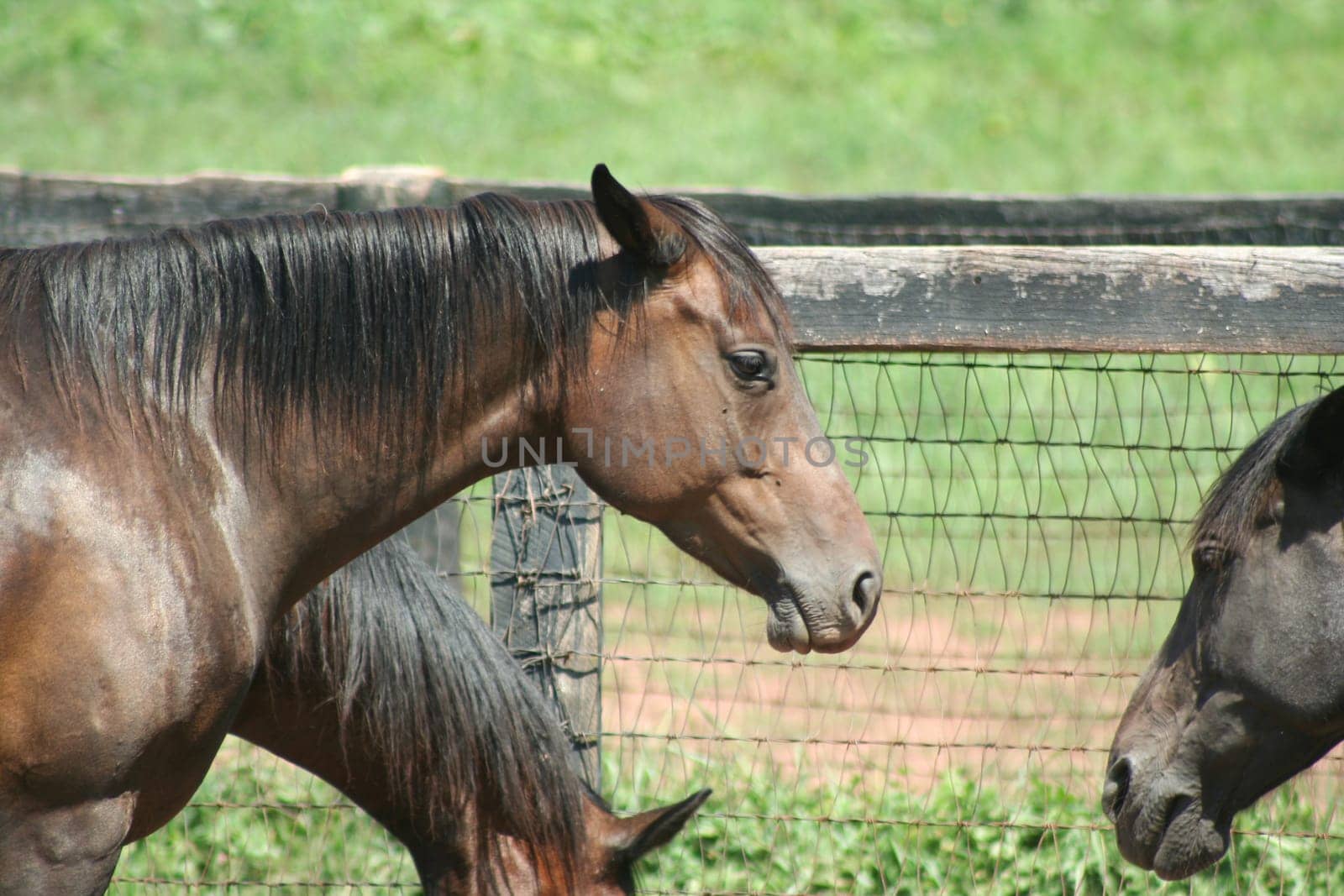Three fenced in  horses
