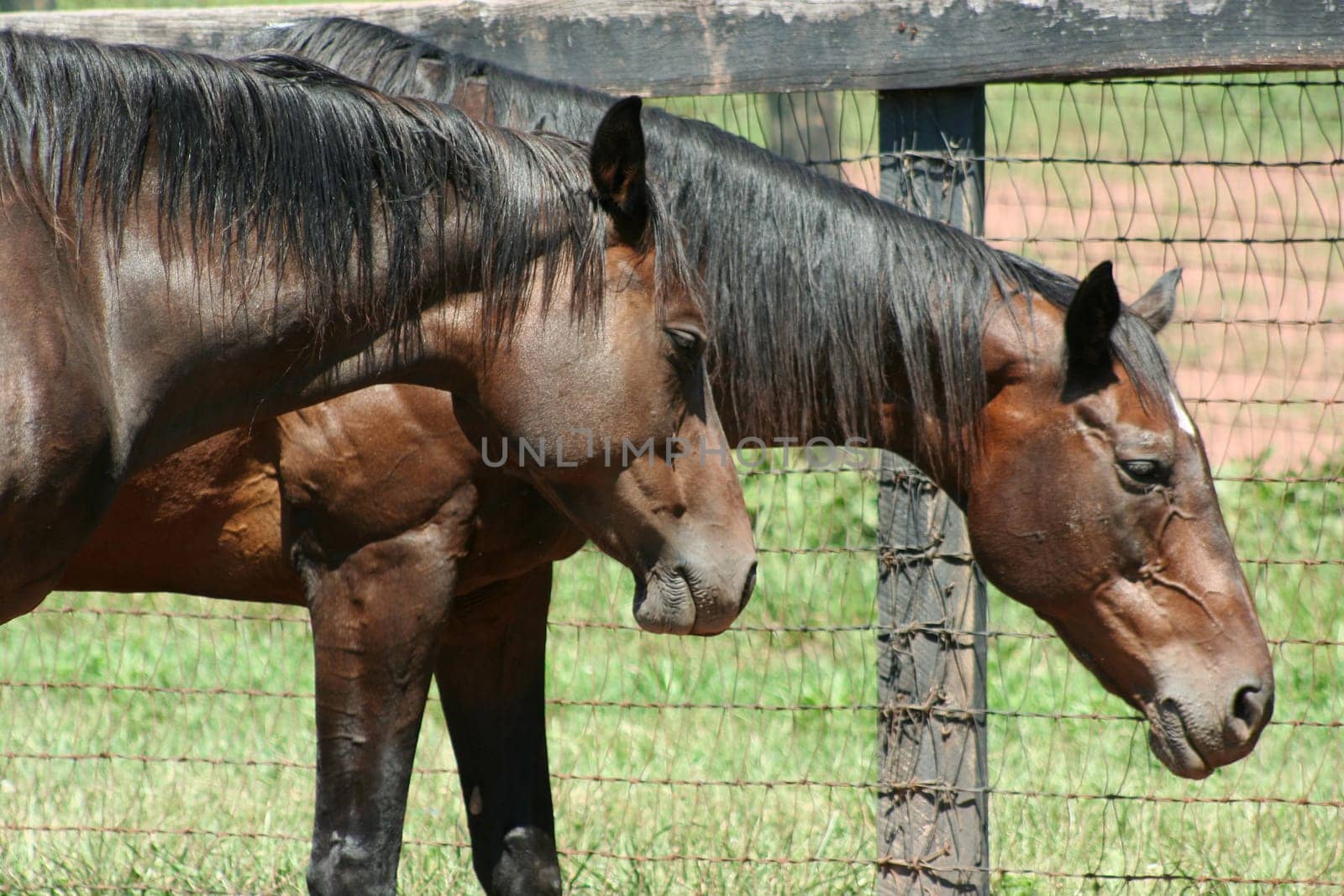 Two brown horses near a fence