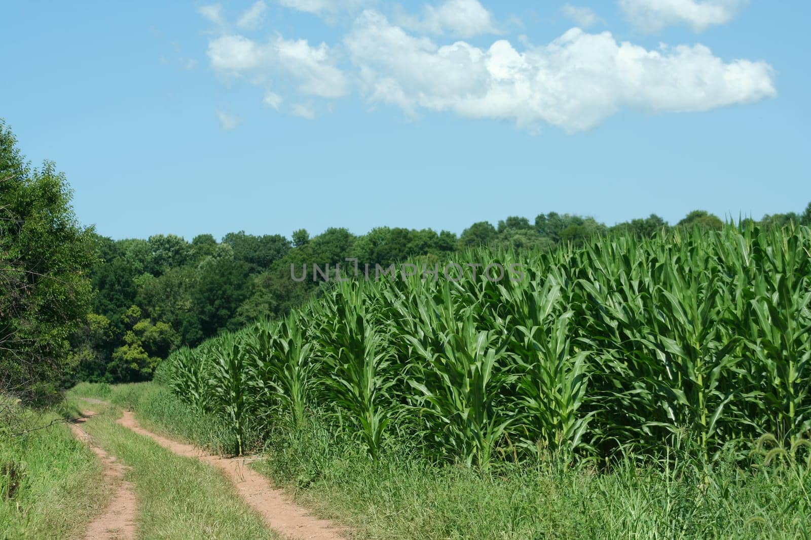 Dirt road and Cornfield against a blues sky with cloud