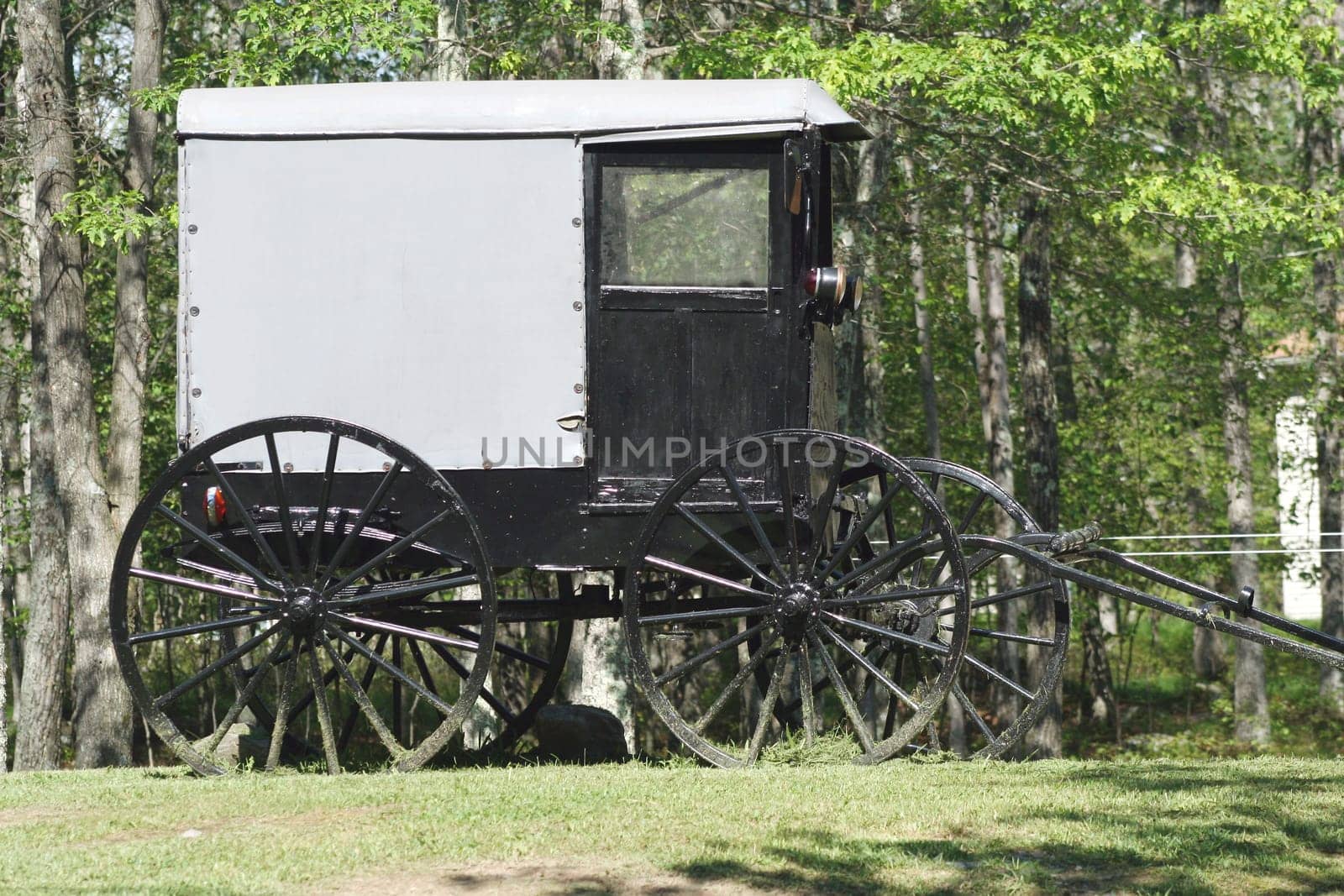 Horse Carriage in the woods
