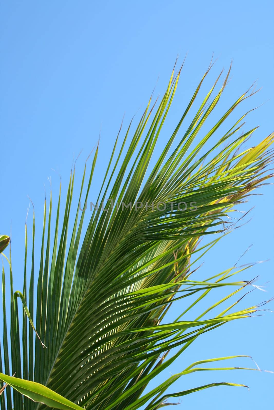 A Palm Frond against a blue sky