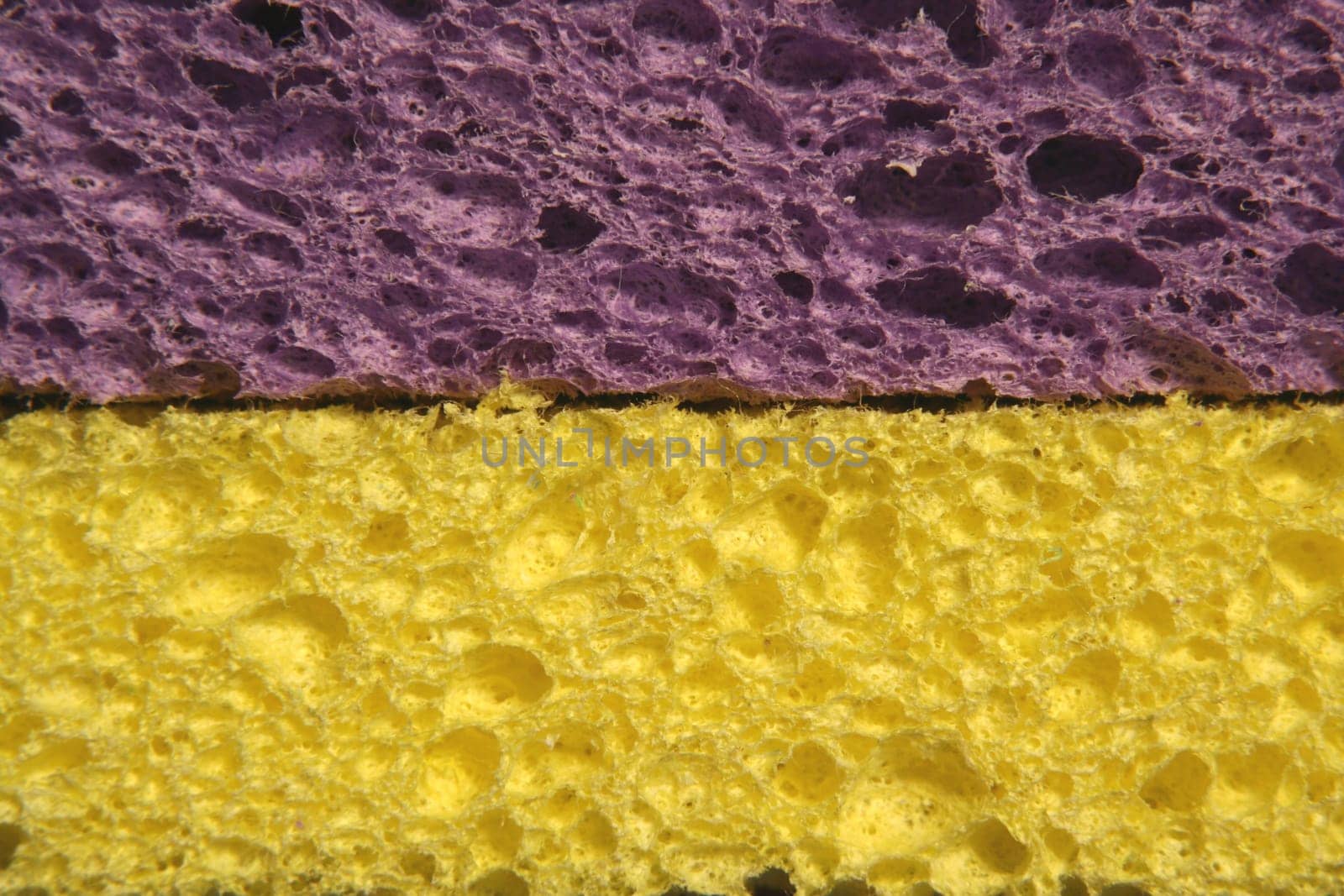 Side view of Yellow and purple sponges