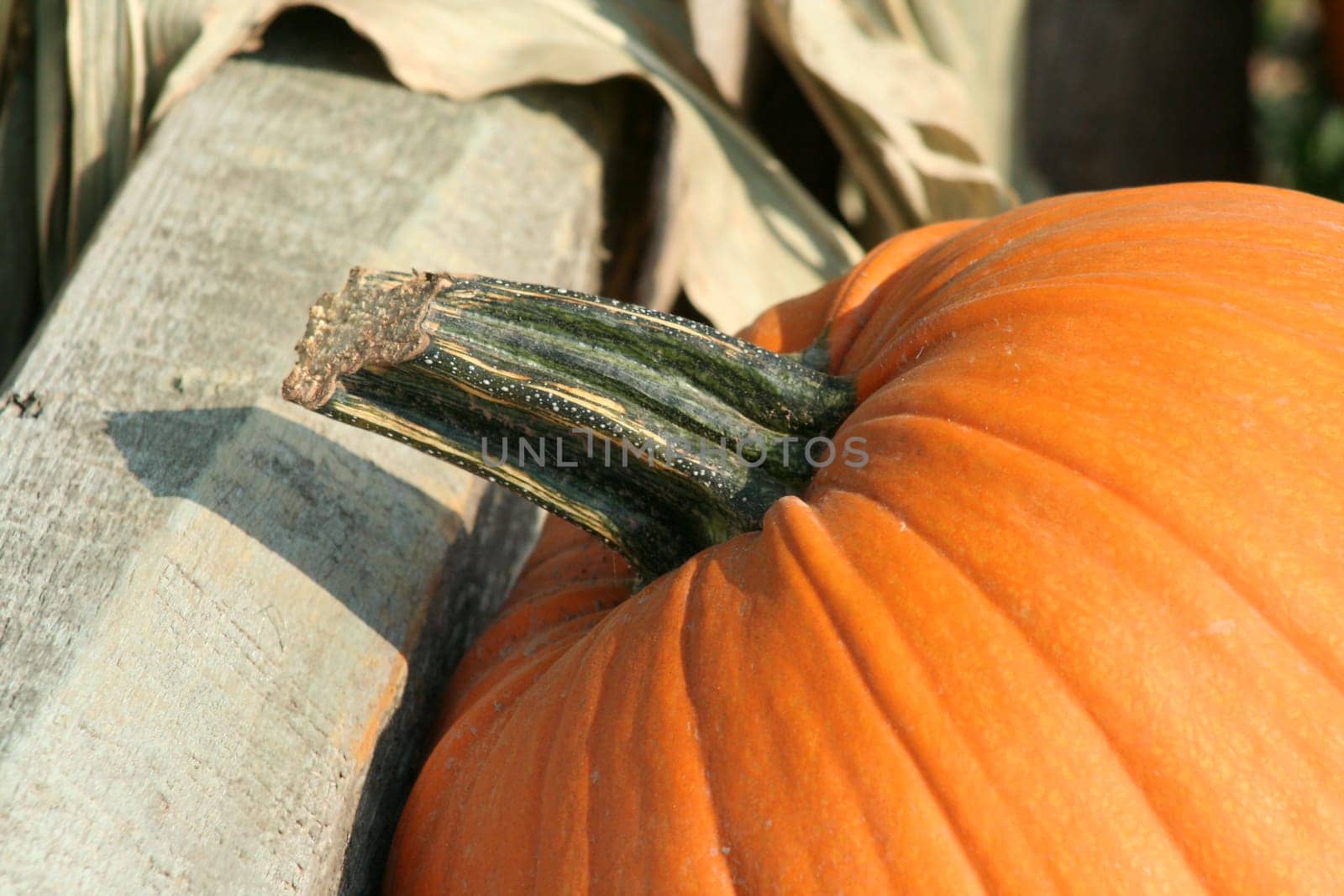 A Close up pumkin on the ground
