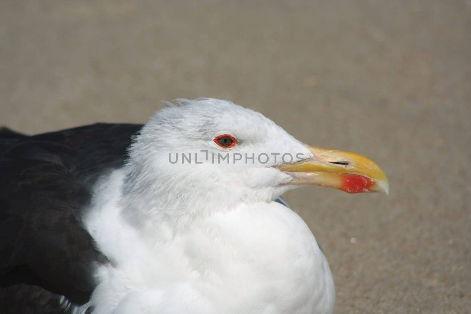 Seagull resting on the beach