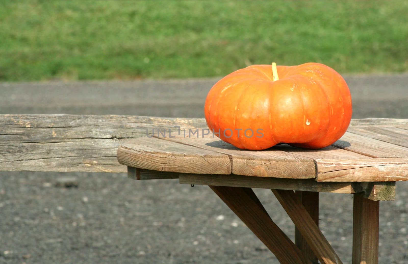 A small Pumkin on a picnic table