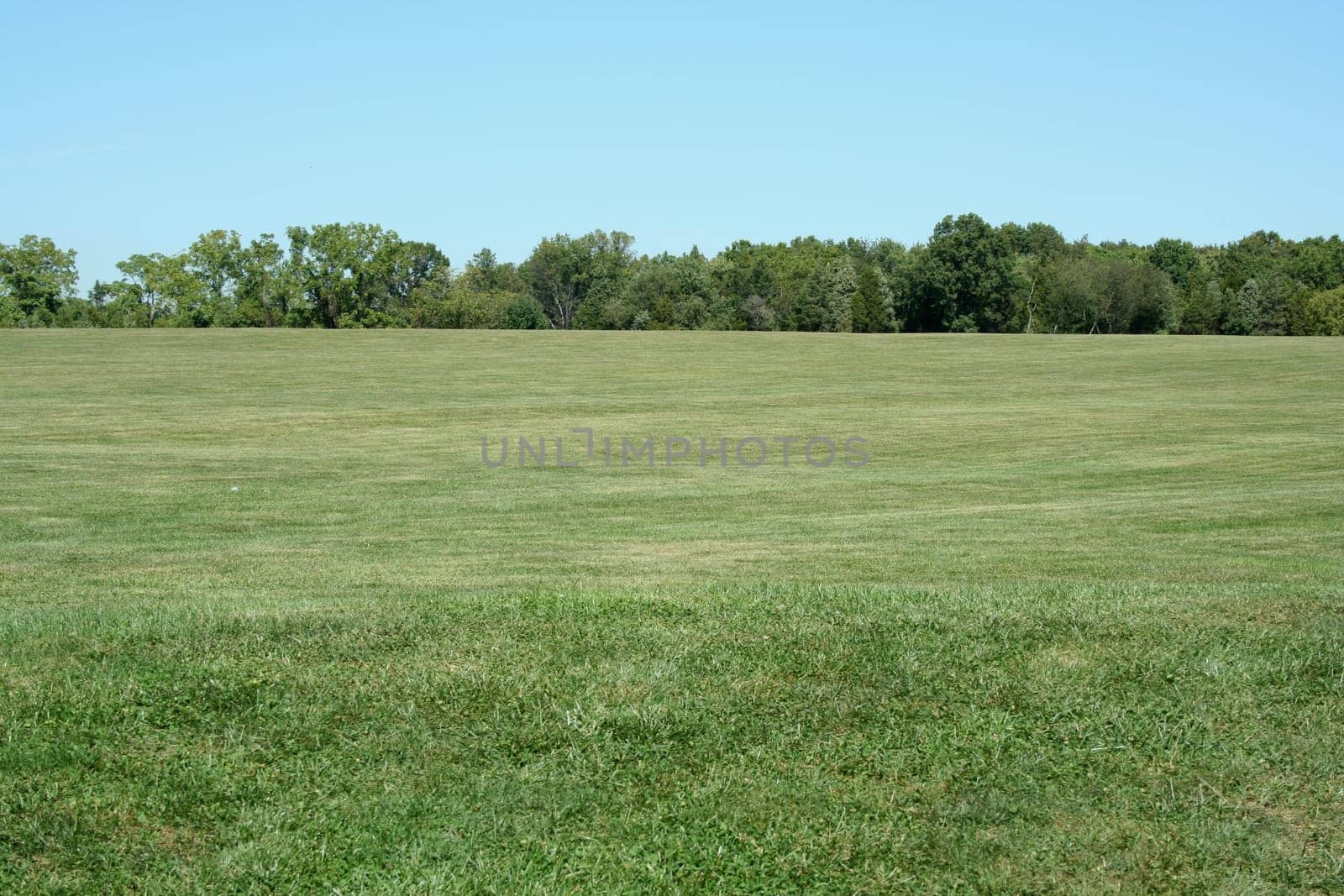 A Field with blue sky and trees