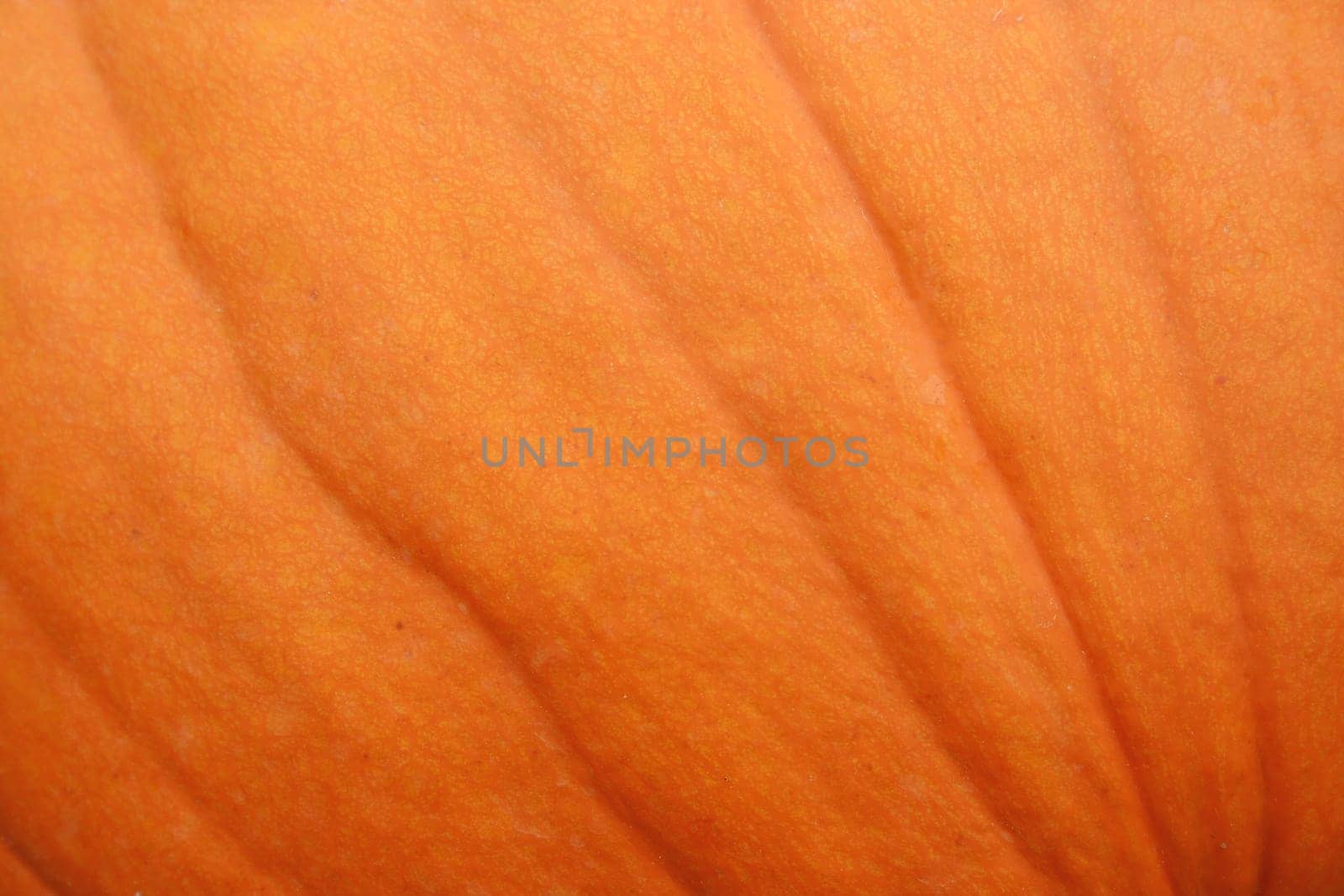 A close uo image of a Pumpkin for a Background