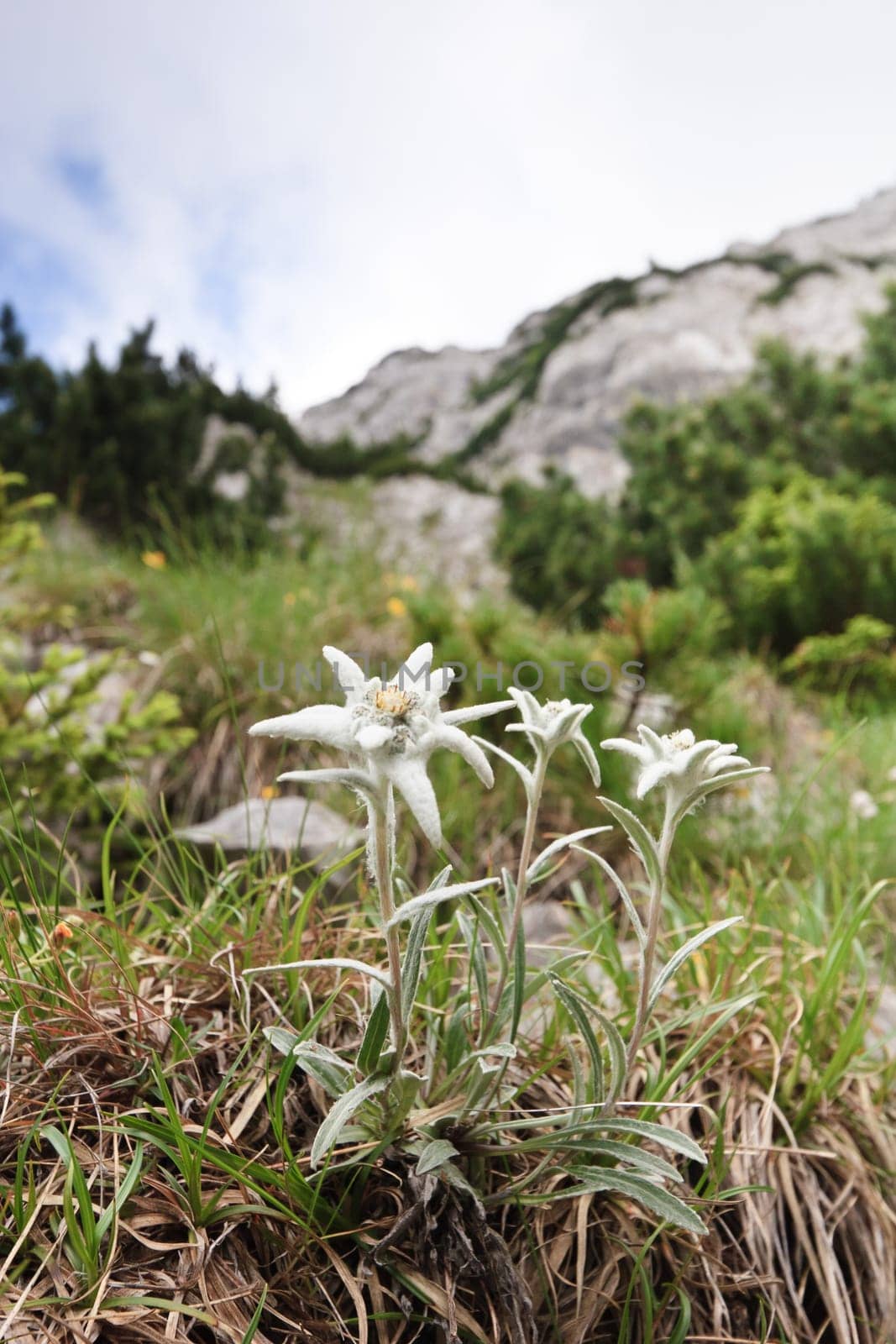 a natural bouquet of edelweiss near a mountain