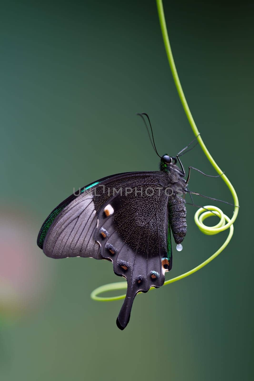 A butterfly is a mainly day-flying insect of the order Lepidoptera, the butterflies and moths
