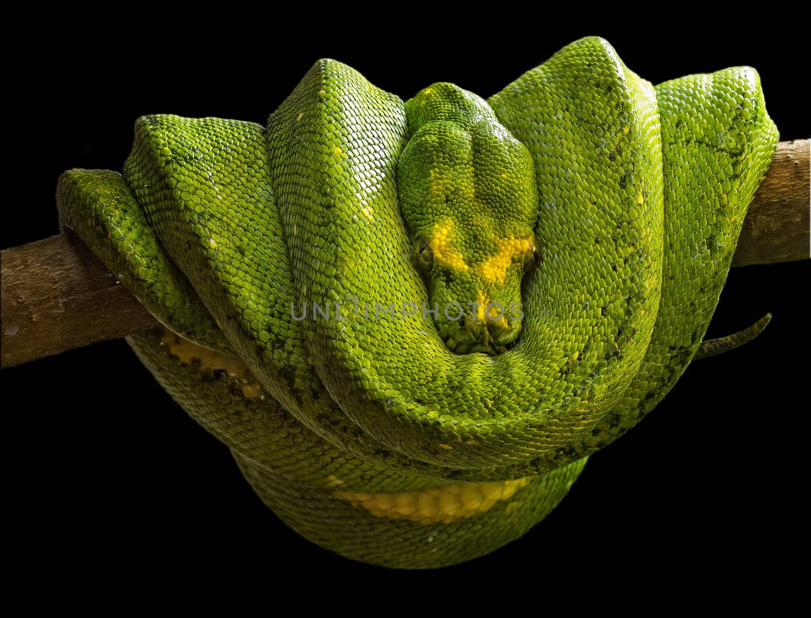 boa esmeralda (Corallus caninus)