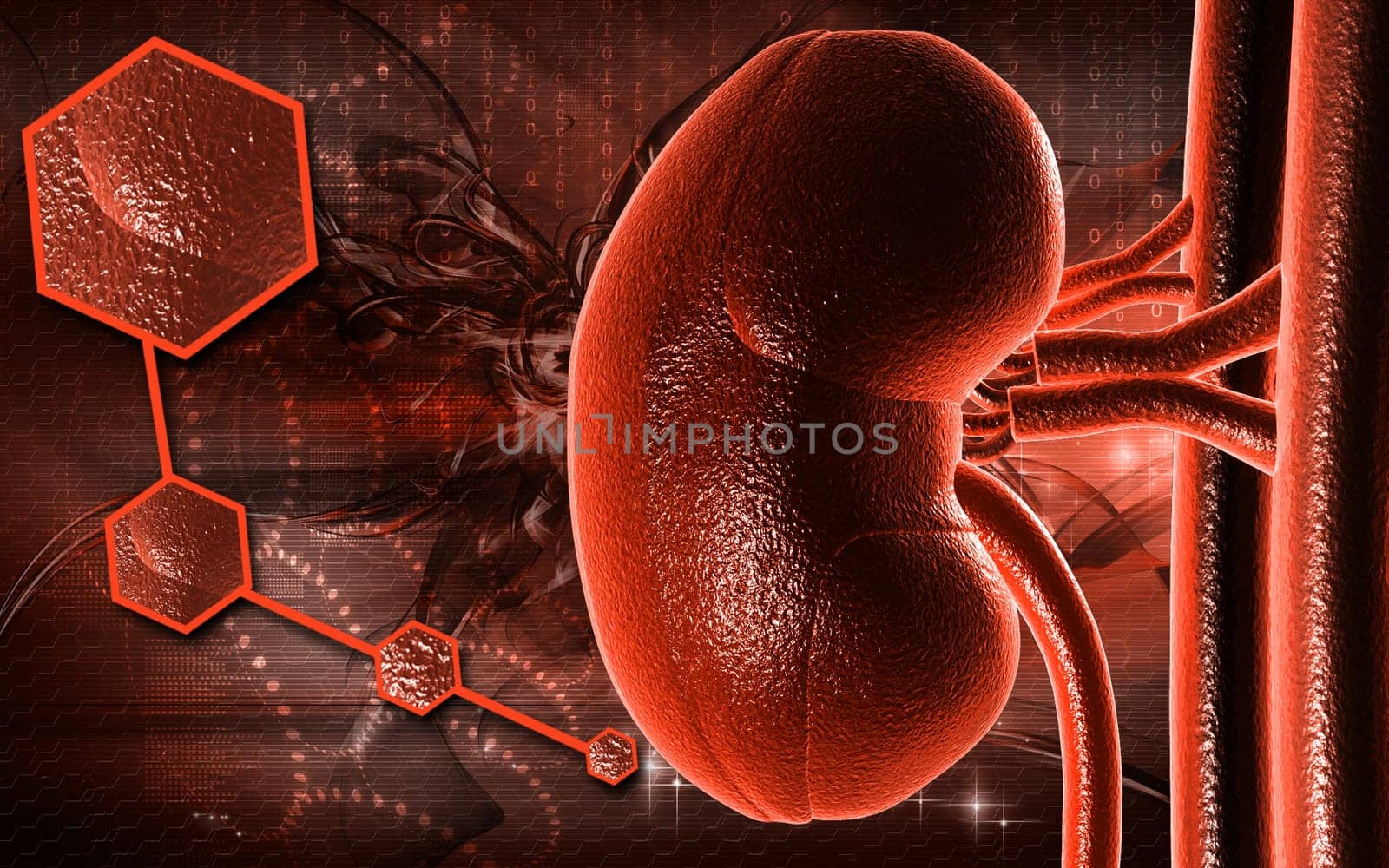 Digital illustration of kidney in colour background