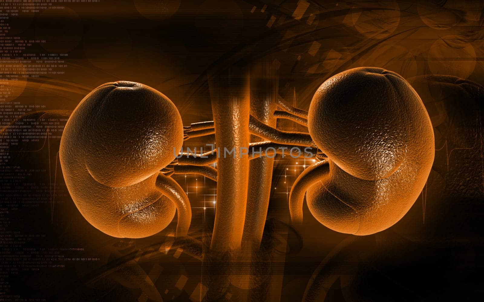 Digital illustration of kidney in colour background