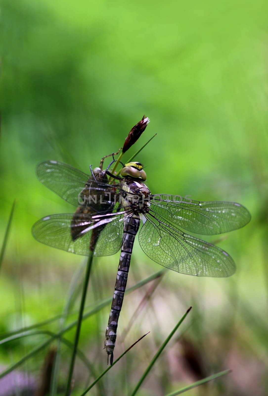 Teal Mosaic Damselfly
