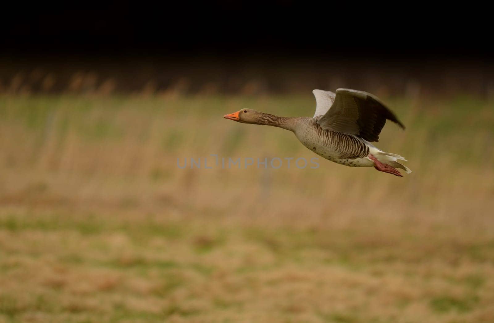 Greylag goose