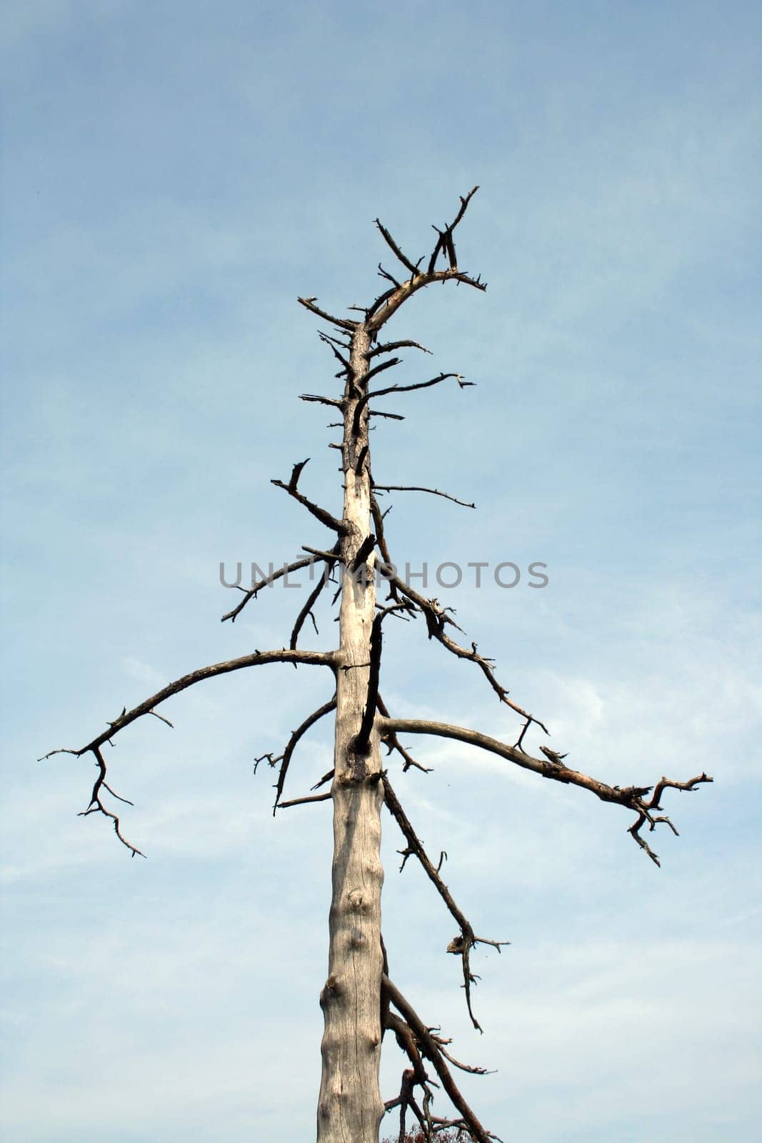 A dead tree against a blue sky