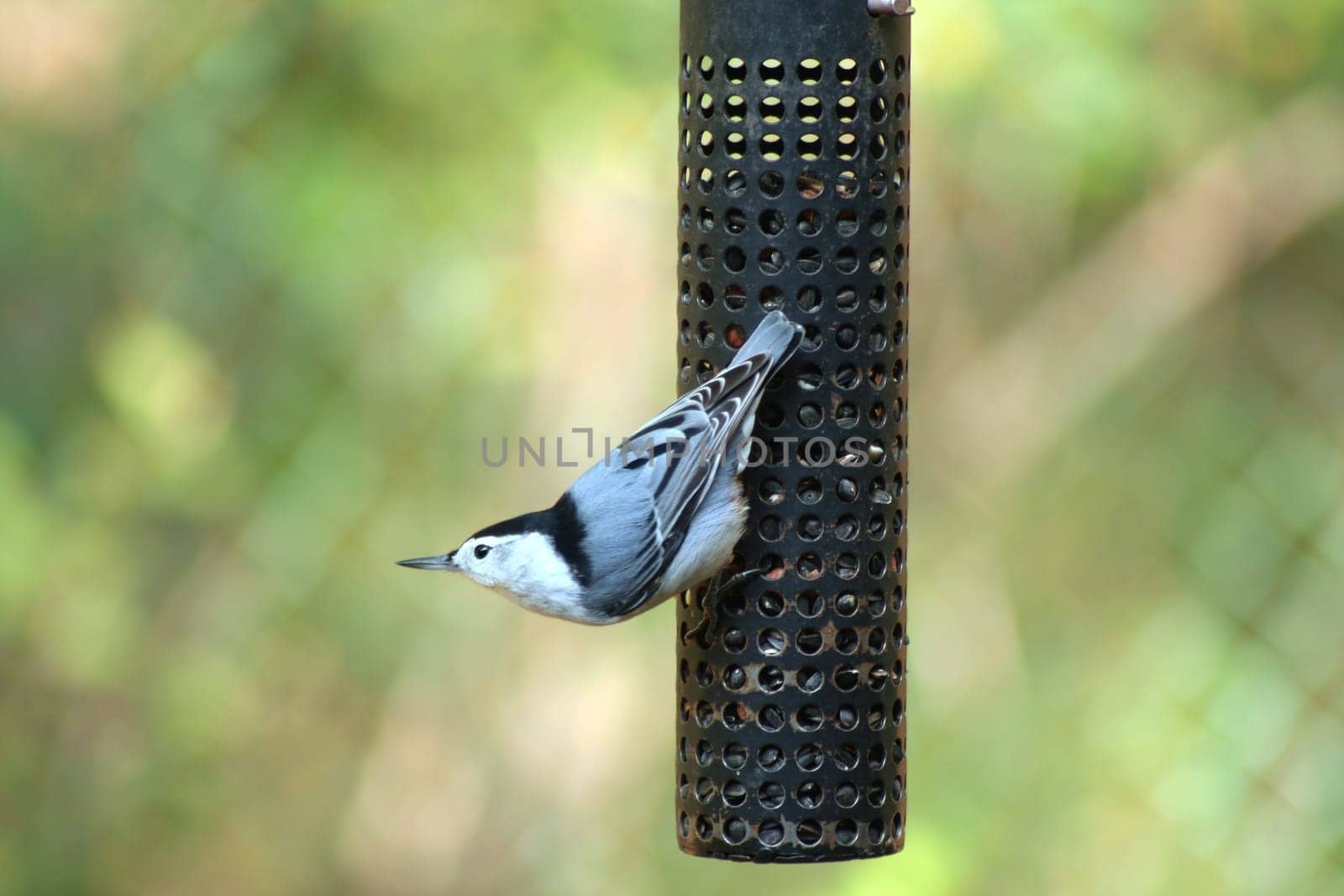 A White-breasted Nuthatch at a bird feeder