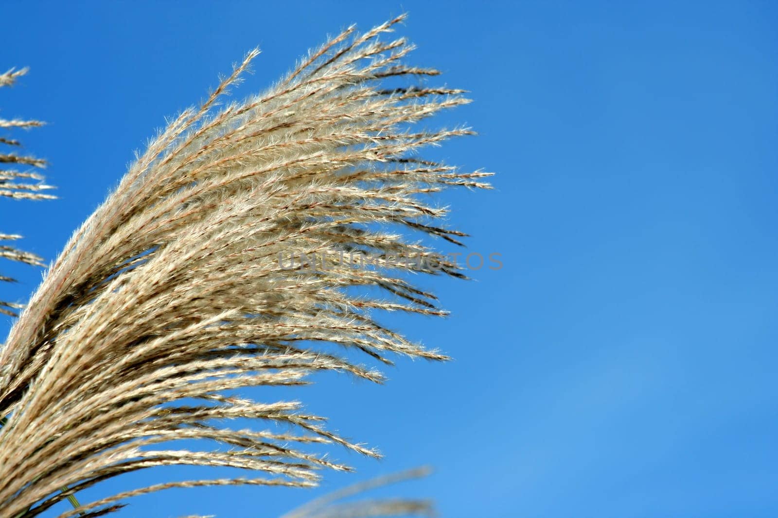 A group of Fall bush seeds